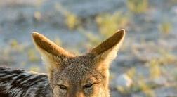 农村中传说的"扒狗子",到底是什么动物,为何如今消失不见?