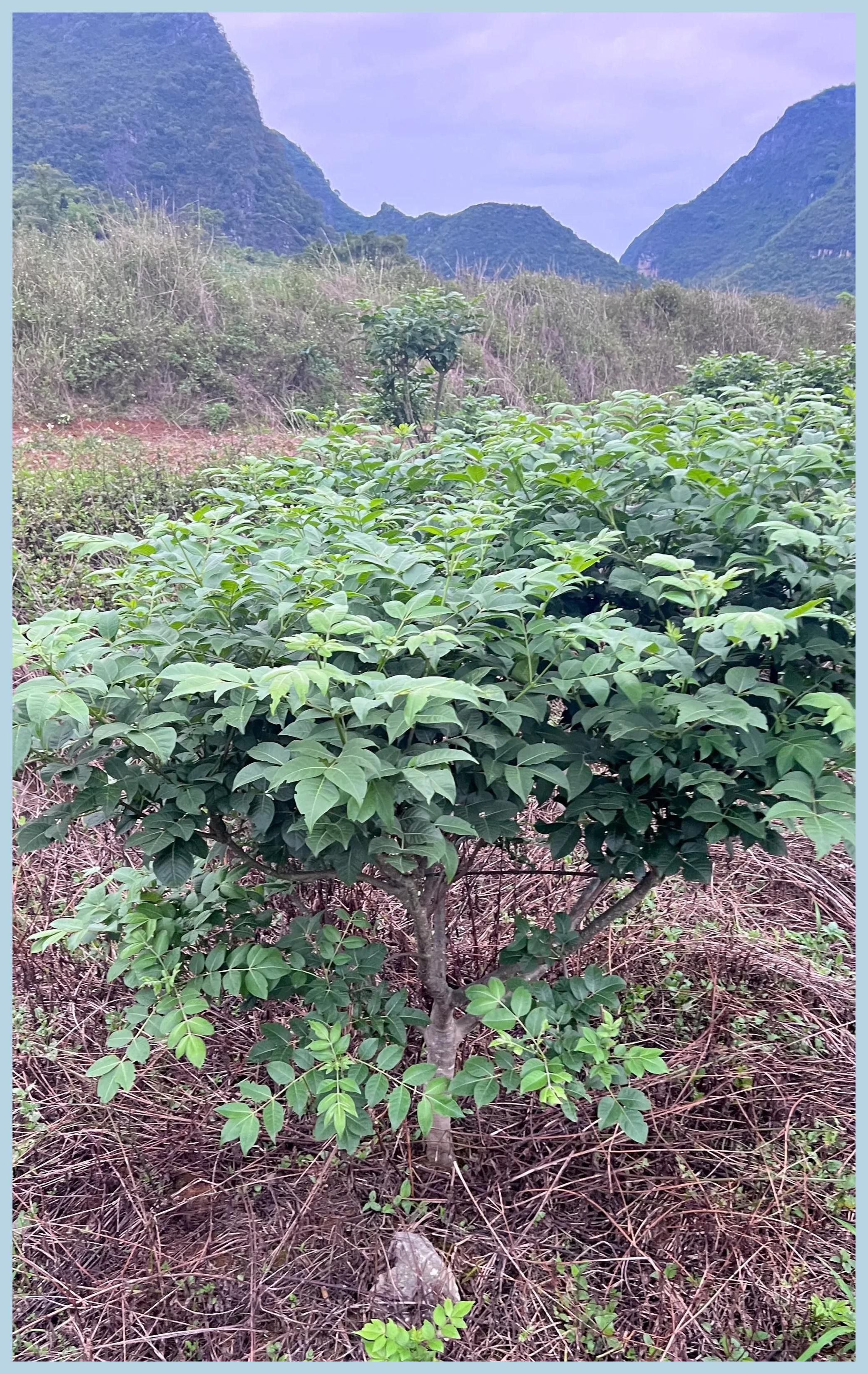 茶辣是古老的植物,小时候肚子疼,爸爸就会让我用它
