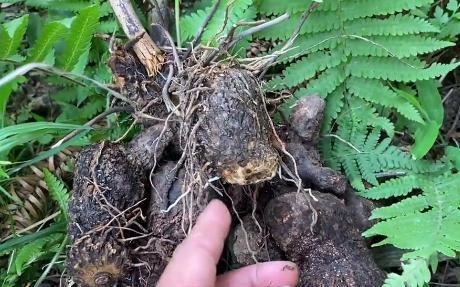进山拔笋意外发现了一颗罕见的"血母",很多人一辈子都没见过