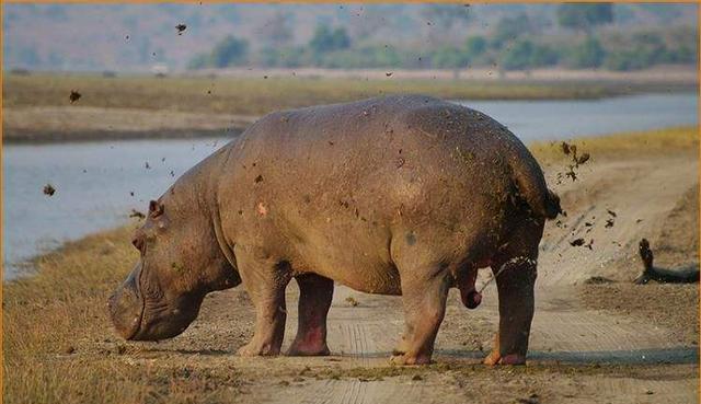 河马粪便有多恐怖?每年有成千上万的鱼群,被河马拉的屎活活憋死