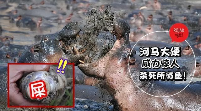 河马粪便有多恐怖?每年有成千上万的鱼群,被河马拉的屎活活憋死