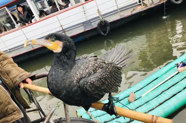 捕鱼鸟鸬鹚图片