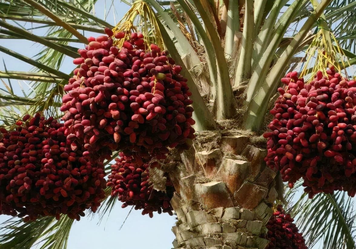 案件回顾:红极一时的"伊拉克蜜枣",看成糖果吃,现在没人吃