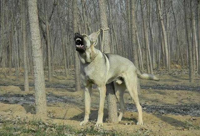 河北狼青犬养殖基地图片