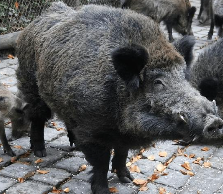 笑不活了!野猪冲进餐馆,俩醉汉兴奋追打,网友:下酒菜来了