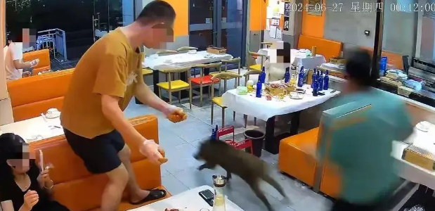 笑不活了!野猪冲进餐馆,俩醉汉兴奋追打,网友:下酒菜来了