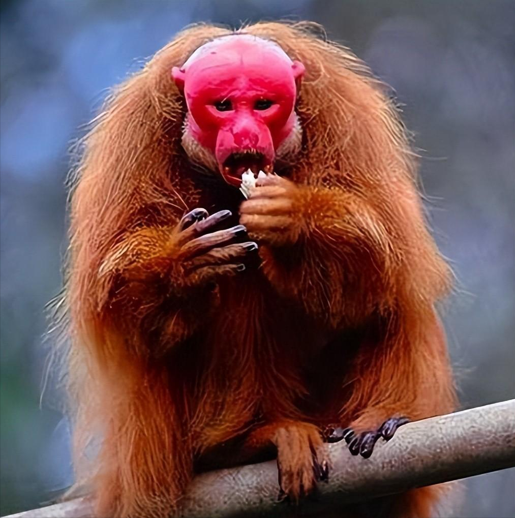 案件回顾:贵州一深山发现"变婆",外形像猴又像人