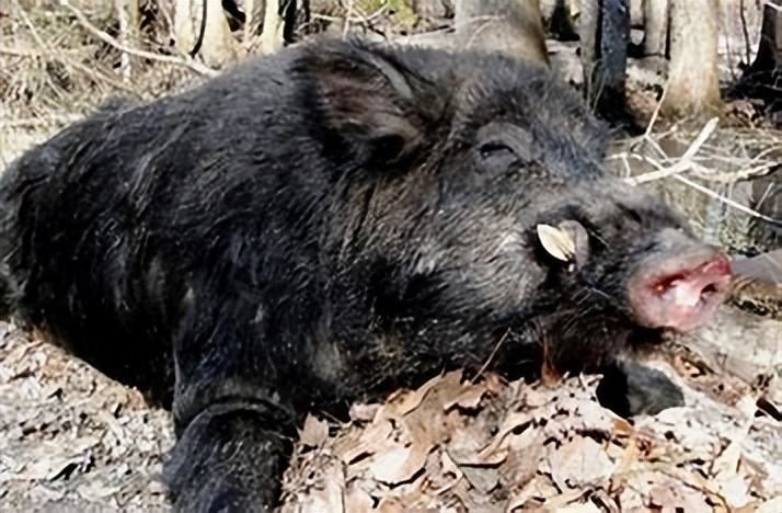 案件回顾:贵州一深山发现"变婆",外形像猴又像人