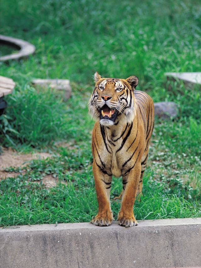 消失40年,65年珍稀物种重现!野生华南虎绝迹20多年,野外也有?