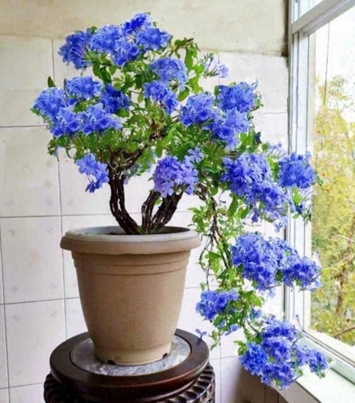 广东48岁大叔把"蓝雪花养成老桩盆景"走红,上万网友点赞:真牛