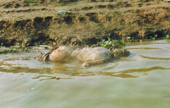 虚构:黄河惊现神秘水晶棺材,鱼群围绕棺材游动,来历到底是什么?