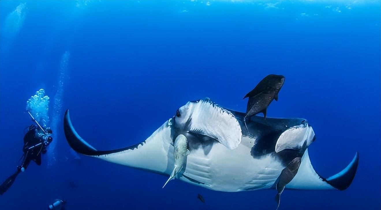 一款新型秘密武器问世!被称为海中的幽灵"蝠鲼潜水器"!