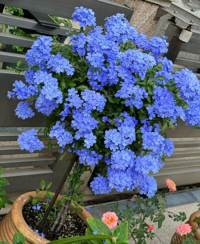 广东48岁大叔把"蓝雪花养成老桩盆景"走红,上万网友点赞:真牛