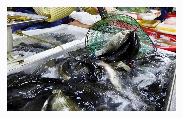 含"寄生虫"最多的3种鱼,卖鱼老板自己从来都不吃白送也不能要