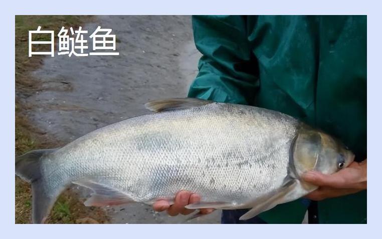 含"寄生虫"最多的3种鱼,卖鱼老板自己从来都不吃白送也不能要
