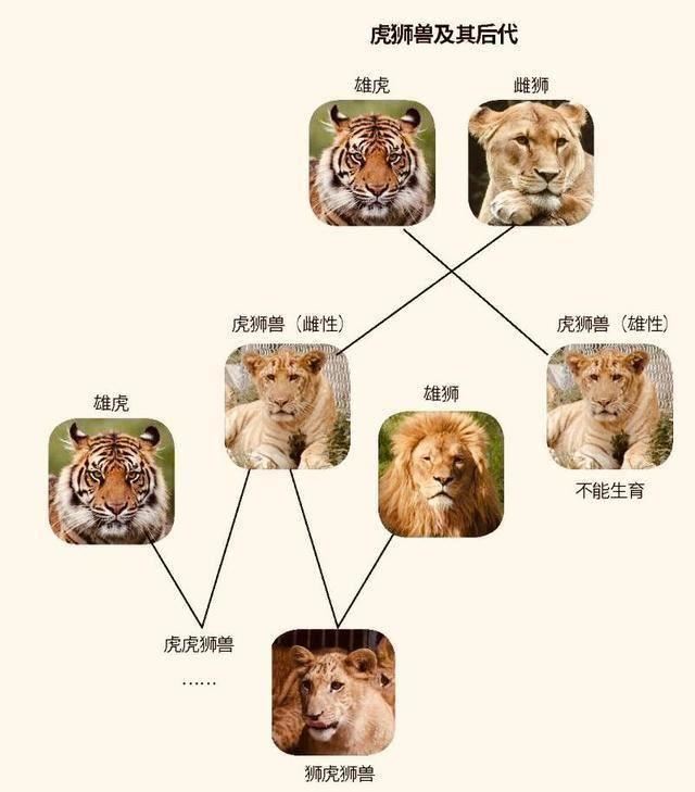 狮虎兽的简笔画图片