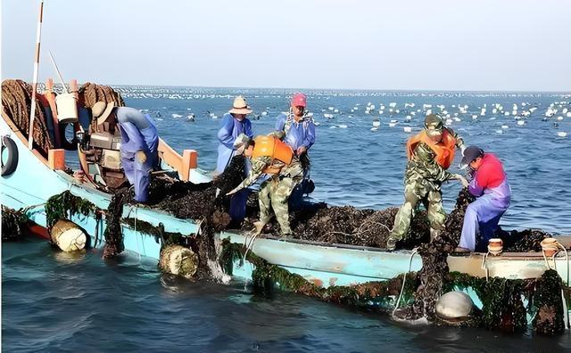 鹰爪虾探秘:野生还是人工养殖?详细对比解析