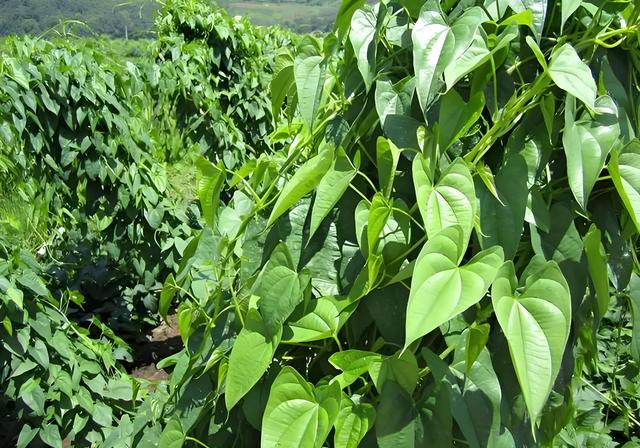 紫山药种植时间,技术要点及管理方法详解