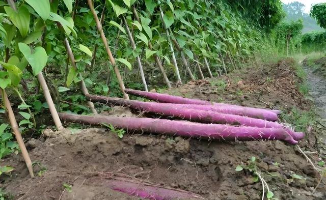 紫山药种植时间,技术要点及管理方法详解