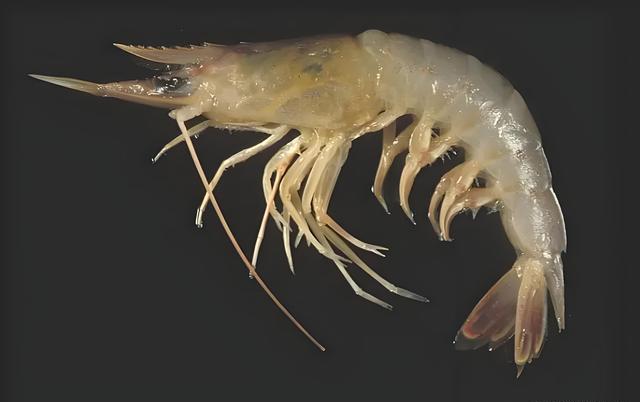 鹰爪虾是野生还是人工养殖的?详细解读