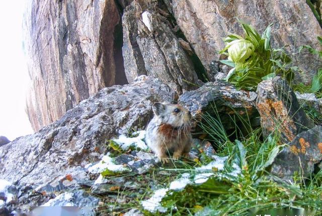 天山精灵伊犁鼠兔 整天吃天山雪莲