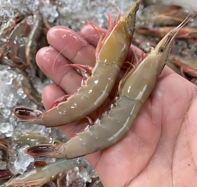 鹰爪虾是野生还是人工养殖的?详细解读