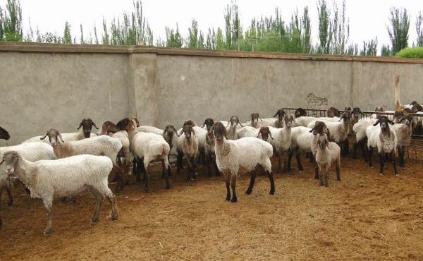 刀郎羊价格及其外貌特征和生产性能