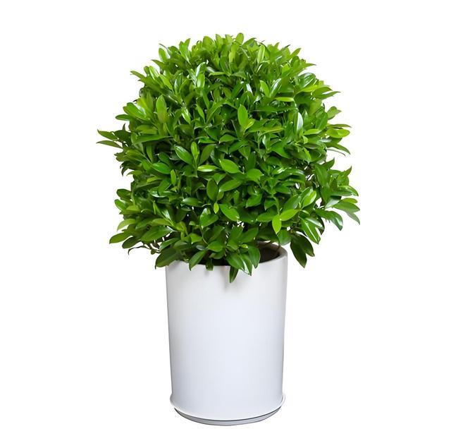 非洲茉莉花养殖秘诀分享:新手轻松掌握的养护技巧