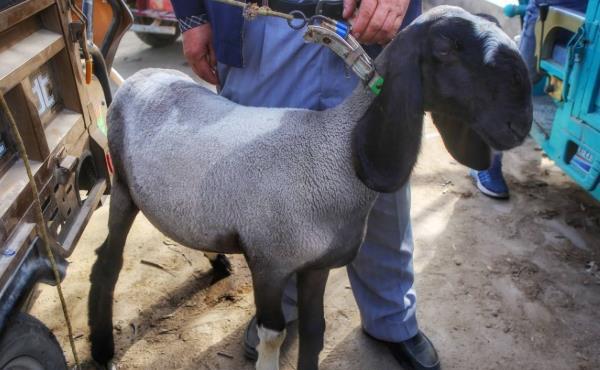 刀郎羊的价格是多少?了解刀郎羊的外貌特征和生产性能