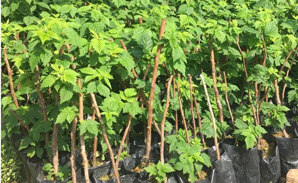 覆盆子种植技术详解:花期和结果期的追肥方法一览