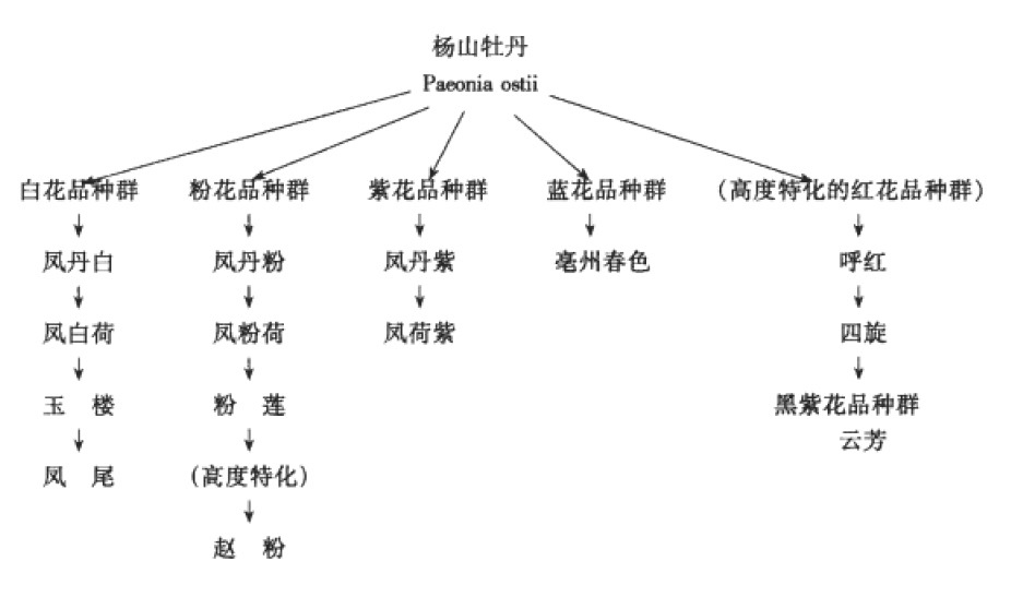 九大野生原种牡丹之一:杨山牡丹家谱及原产地区分布