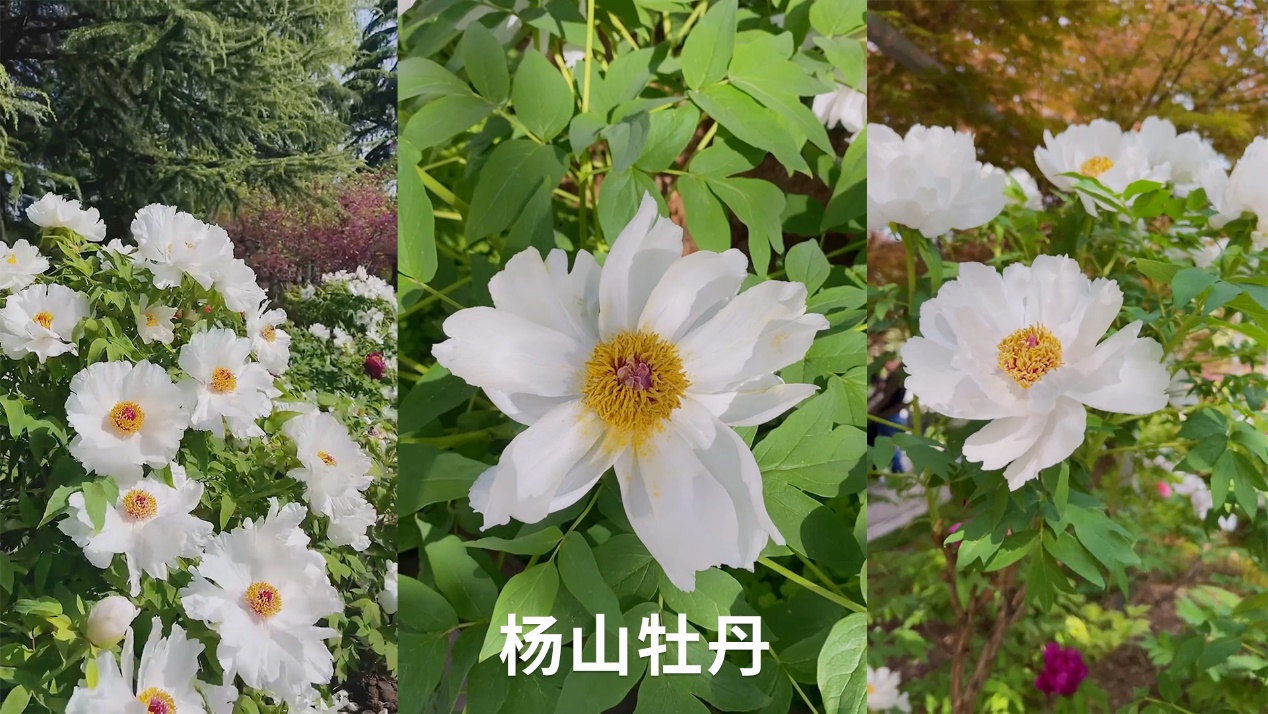 牡丹始祖之首杨山杨山牡丹传承千年,基因遍布群芳谱