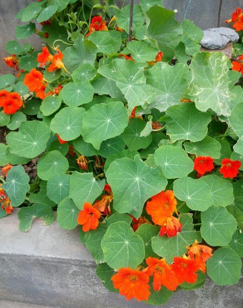 旱荷花的养殖方法和注意事项,旱地荷花栽培技术分享