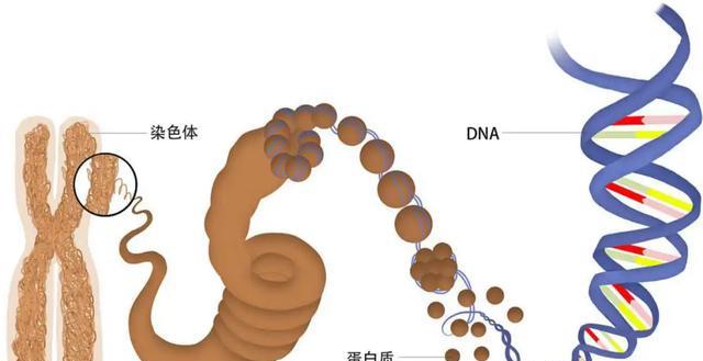 人类繁殖后代的图片