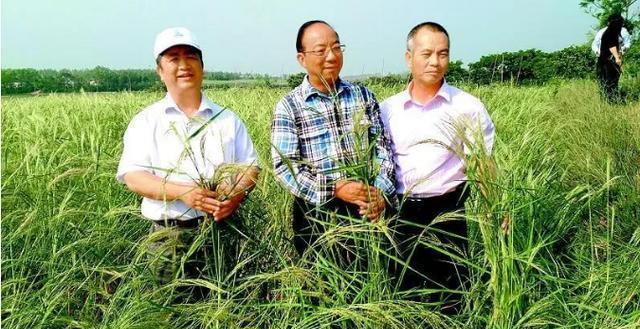 海水稻陈日胜图片