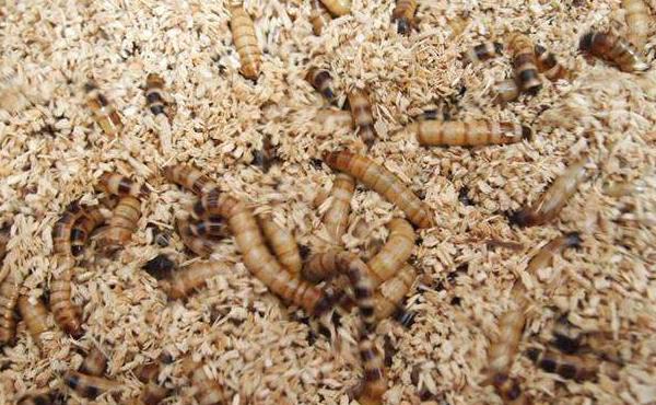 大麦虫养殖技术详解,选择体型大,体色光滑的幼虫作为种虫