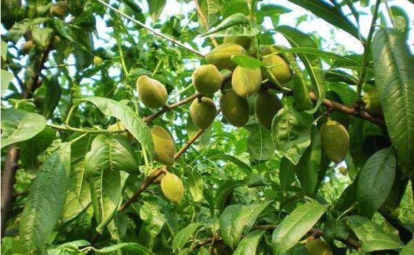 鲍鱼果的种植技术:从种子繁殖到嫁接繁殖全解析