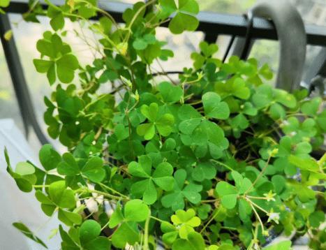 儿时的回忆!酸酸草,心形叶子,口感独特