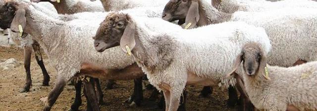 刀郎羊价格及其外貌特征与生产性能详解