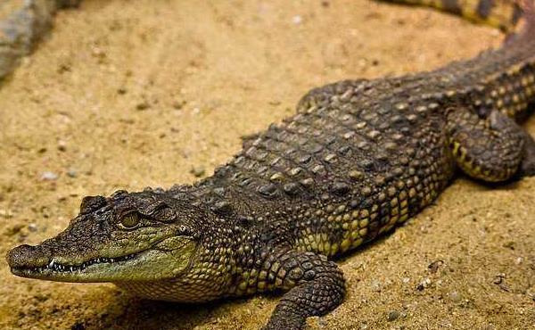 鳄鱼养殖成本与利润分析,养殖前景前景展望