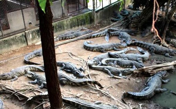 鳄鱼养殖成本与利润分析,养殖前景前景展望