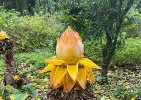 佛教圣花"地涌金莲",多功能宝藏,食药观赏皆宜