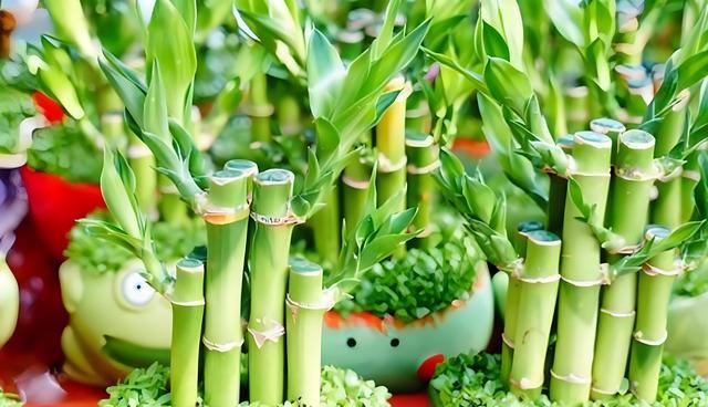 土培富贵竹如何养护才能茁壮成长?