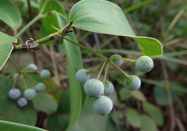 "冷饭头"解密:俗称菝葜,夏日煲汤的绝佳选择
