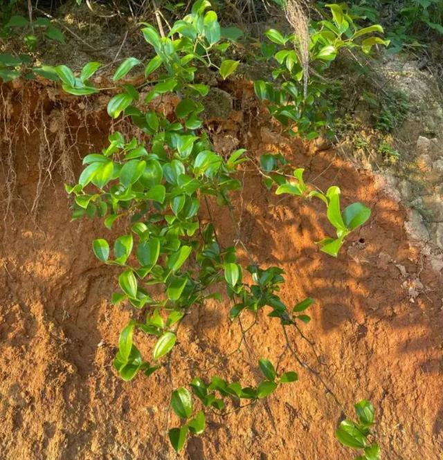 "冷饭头"解密:俗称菝葜,夏日煲汤的绝佳选择
