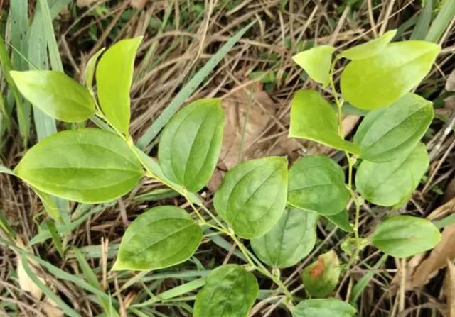 "冷饭头"解密:俗称菝葜,夏日煲汤的绝佳选择