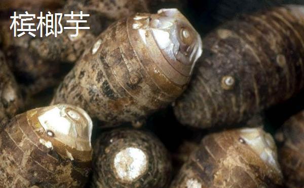 芋头的品种介绍,包括红芋,白芋,九头芋,槟榔芋和龙洞早芋