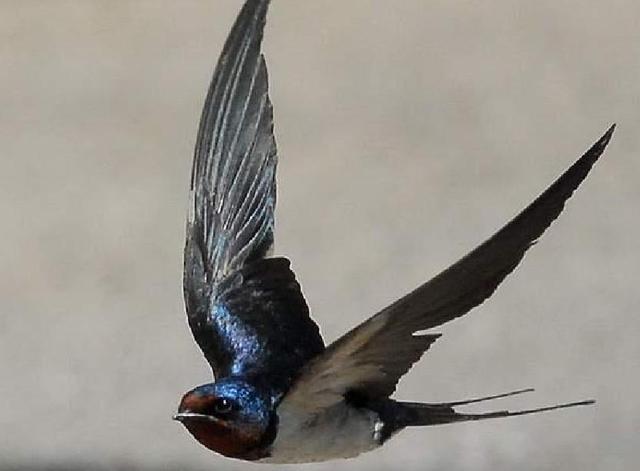 回顾燕子飞往南方过冬,"南方"究竟在哪?原来很多人都理解错了