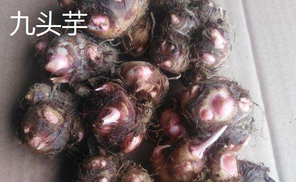 芋头的品种介绍,包括红芋,白芋,九头芋,槟榔芋和龙洞早芋