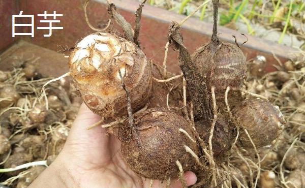芋头的品种介绍,包括红芋,白芋,九头芋,槟榔芋和龙洞早芋
